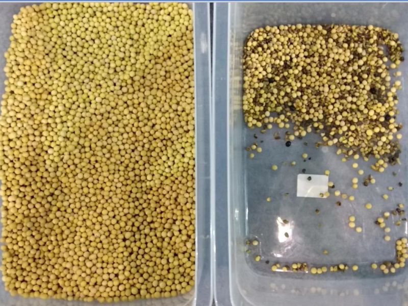 128 Channels Small Mung Bean Red Bean Soybean Color Selector Sorter