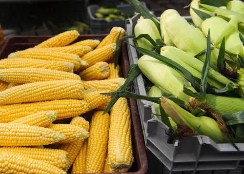 Small Blanching Machine Sweet Corn Blancher