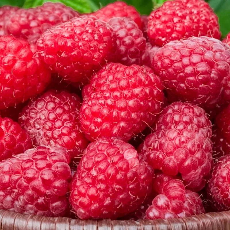 Fruits Vacuum Freeze Dryer Raspberry Dehydrator Machine Vacuum Freeze Dryer