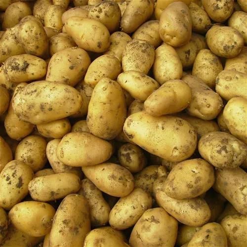 Root Vegetable French Fries Cutting Machine Potato Cutter