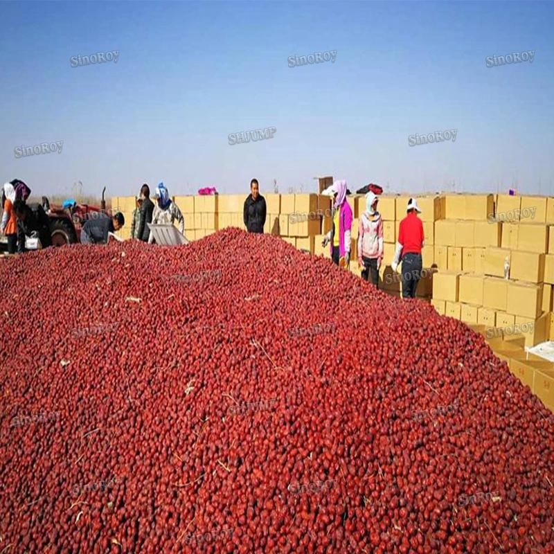 Red Dates Juice Red Dates Paste Processing Line