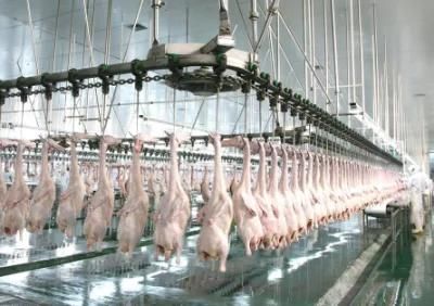China Customized Full Set of Poultry Slaughtering Machine for Poultry Slaughterhouse