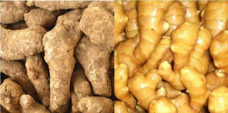 500-1000kg/H Africa Fresh Ginger Washing Machine