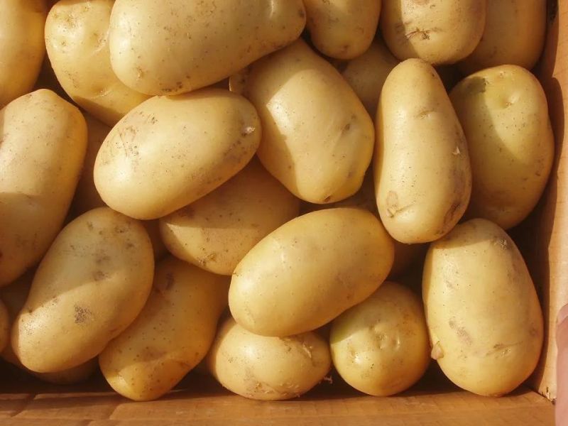 Continuous Fryer French Fries Frying Autimatic Machinery