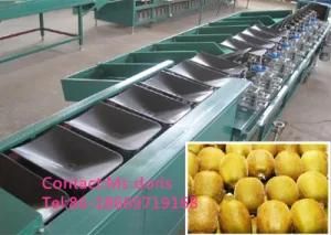 Automatic Kiwi Depilator and Sorting Machine/Fruit Sorting Machine