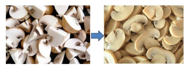 Button Mushroom Blanching Machine Button Mushroom Processing Machine