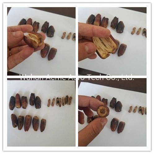 Automatic Jujube Date Core Olive Kernel Pitting Machine