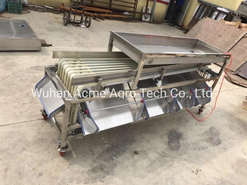 Automatic Dates Sorting Machine