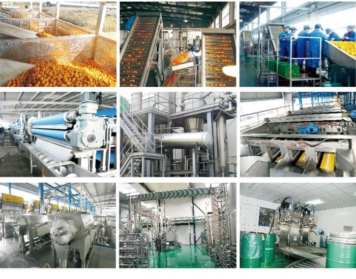Fruit Roll up Factory Machine Mango Banana Apple Leather Processing Machine in Good Price