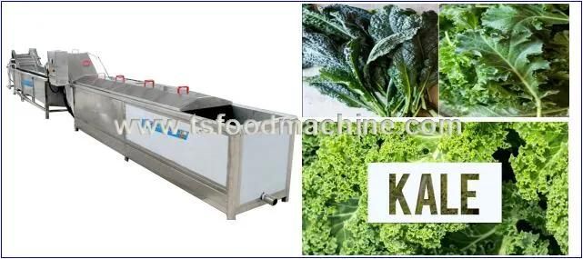 Vegetable Sterilization Line and Vegetable Kale Blanching Machine