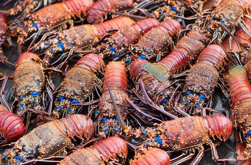 Seafood Washer Air Bubble Washing Machine Lobster Cleaning Machine