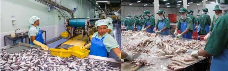 Shrimp Seafood Fish Cleaning Machine Seafood Washing Machine