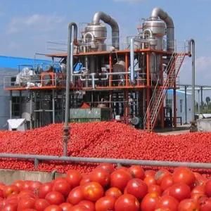 Automatic Canned Tomato Paste Production Line with Factory Price