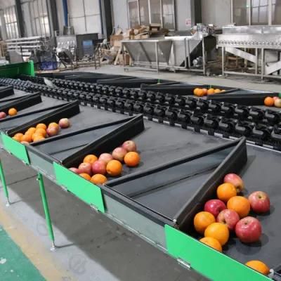 Avocado Citrus Apple Washing Waxing Weight Grading Line with CE