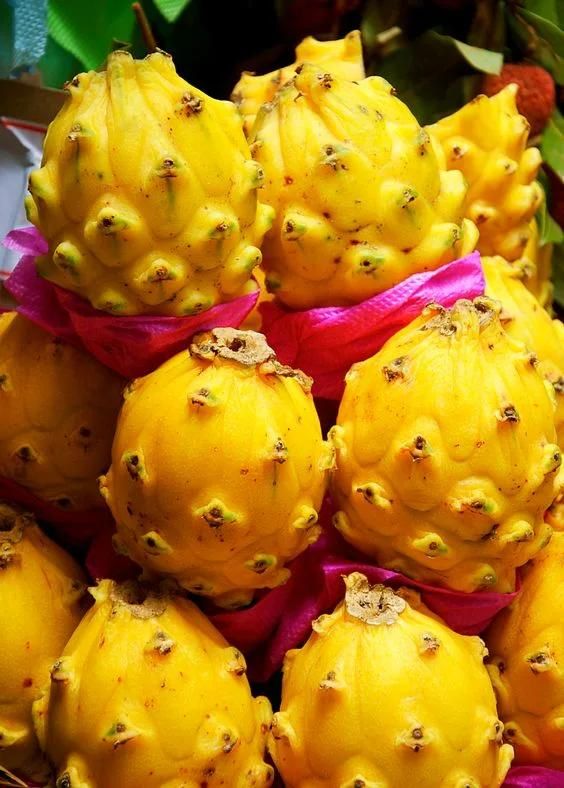 Continuous Bubble and Fruit Washer Yellow Pitahaya Washing Machine