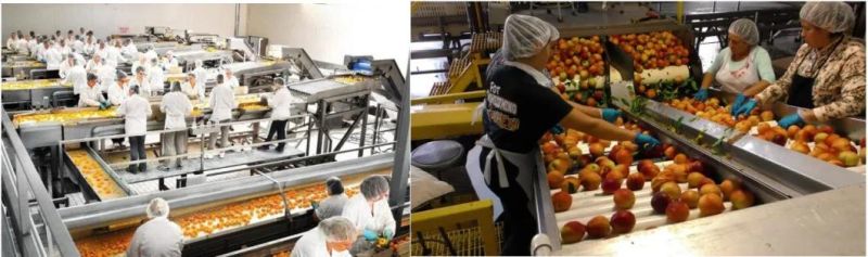 Peach Washing machine Peach Processing Machine