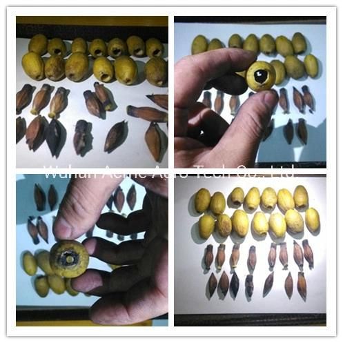 Automatic Jujube Date Core Olive Kernel Pitting Machine
