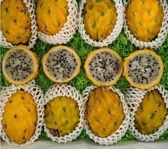 Continuous Bubble and Fruit Washer Yellow Pitahaya Washing Machine