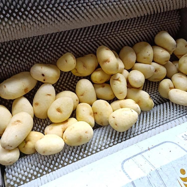 Root Vegetable Fruit Taro Ginger Potato Peeler Roller Brush Washing Peeling Machine