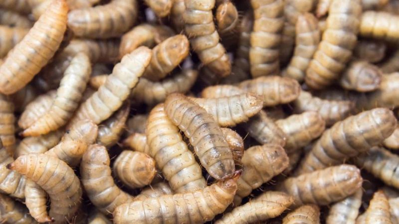 Larvae Washing Machine Insects Cleaning Machine Insect Bubble Washing Machine
