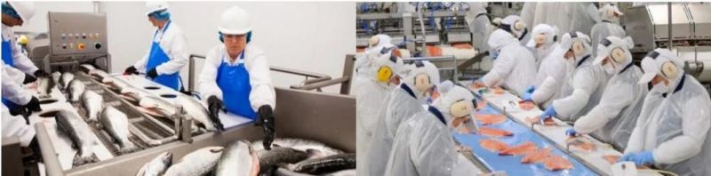 Shrimp Seafood Fish Cleaning Machine Seafood Washing Machine