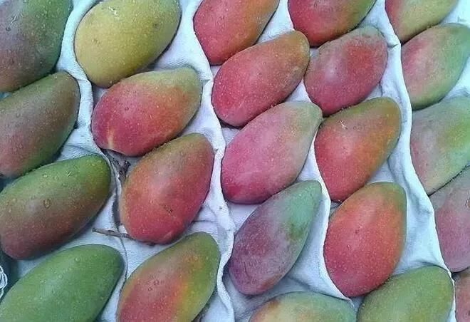 Brush Washing Fruit Washer Processing Machinery Mango Washing Machine
