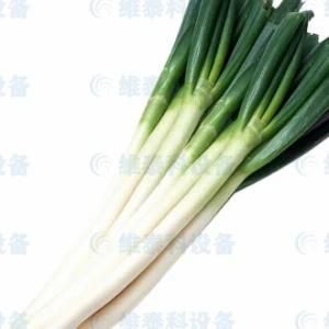 Root-Cutting and Peeling Machine for Green Onions