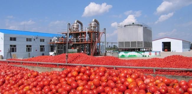 Guarana Processing Machine/Guarana Extracting Machine