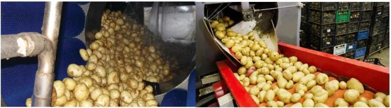 Root Vegetable Ginger Potato Roller Peeler Washing Peeling Cleaning Machine