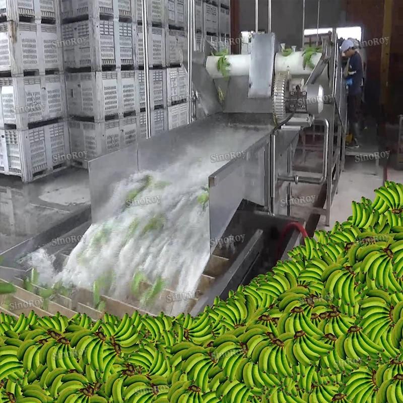 10t/Hr Capacity Banana Processing Production Machine