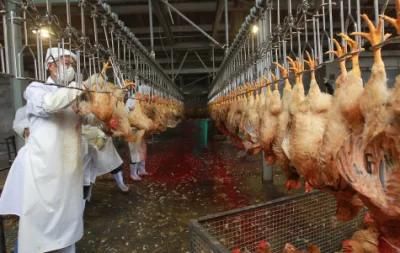 China Chicken Slaughter Production Line / Chicken Slaughter House for Sale
