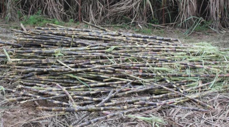 2020 Hot Sale and Good Quality Sugarcane Leaf Remover