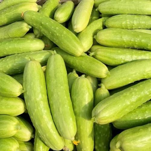 Automatic Brush Wash Machinery Commercial Vegetable Cucumber Washing Machine