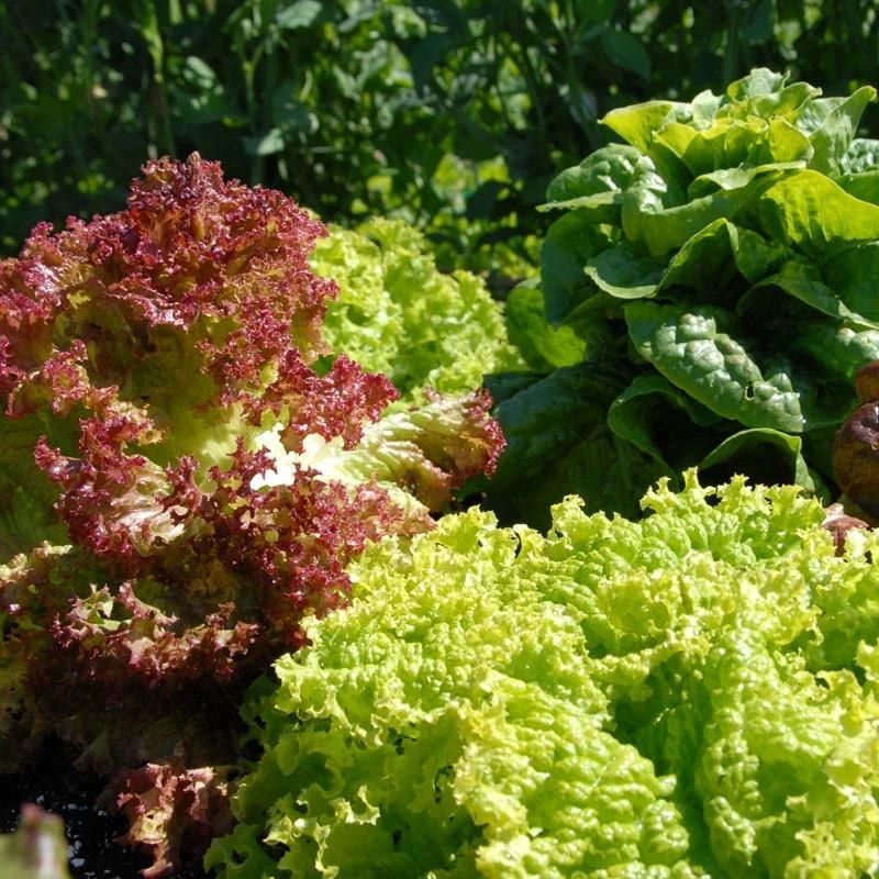 Vegetable Air Bubble Washer Cabbage Cleaning Machine