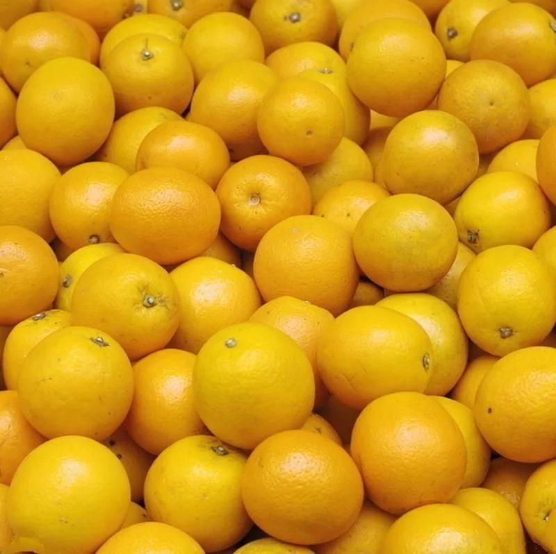 Commercial Citrus Brush Washing Machine Citrus Washer
