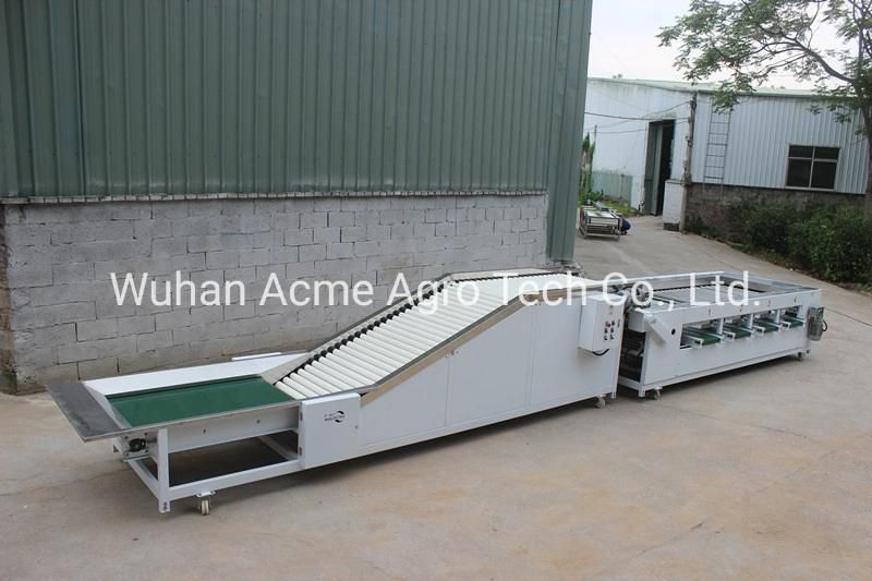 Stainless Steel Potato Grader Used to Vegetable and Potato Grading Machine Potato Sorter for Sale