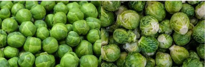 Brussels Sprouts Blanching and Cooling Machine