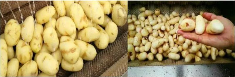Continuous Taro Potato Washing Peeling Machine