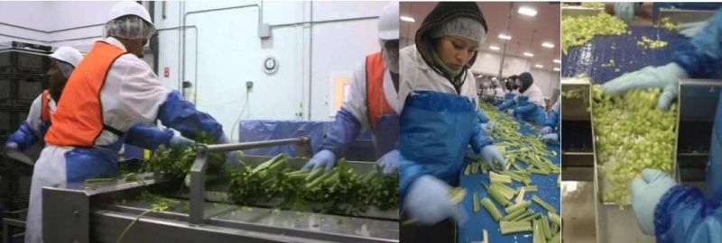 Industrial Fruit and Vegetable Washing Machine Diced Calery Cleaning Machine