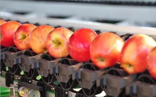 Food Fruitprawn Weight Sorter Grading Machine