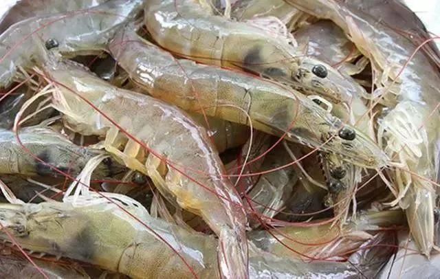 Bubble Washer Machinery Shrimp Washing and Drying Machine