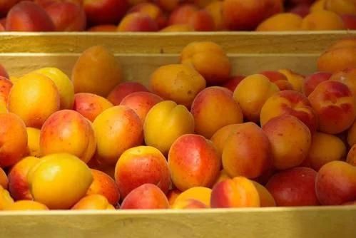 Cabinet Food Dehydrator Dried Apricot Fruit Drying Machine