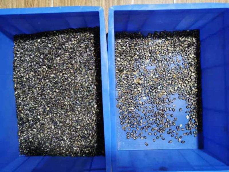 Seed Optimizing Equipment High Accuracy Seed Color Separator