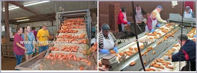 Carrot Taro Onion Washer Ce Sweet Potato Washing Machine