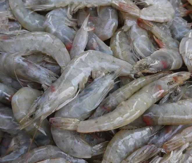Shrimp Processing Bubble Washing Sterilizer Machine