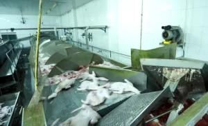 Duck Slaughtering House Machine Line