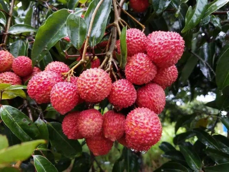 Canned Food Litchi Processing Plant