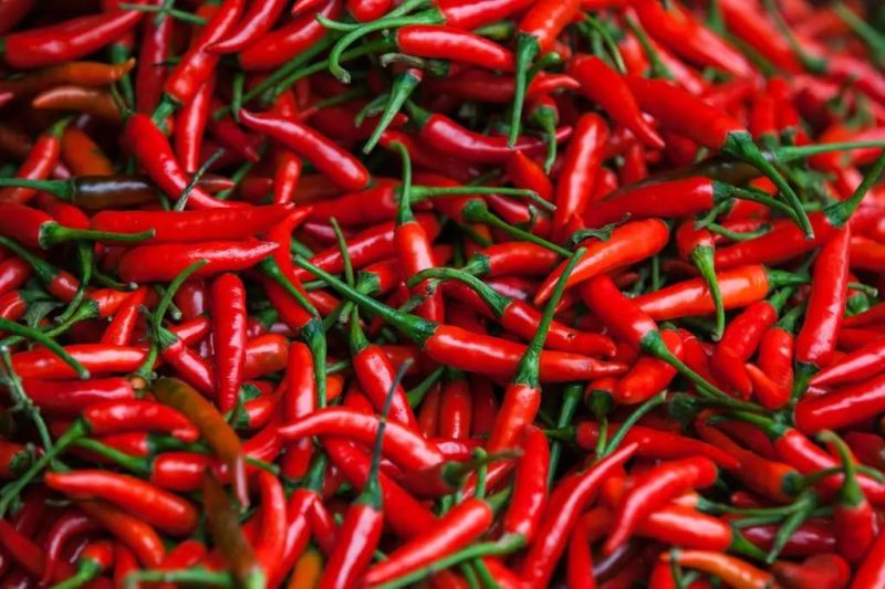Washing and Drying Vegetable Line Pepper Washing Conveyor