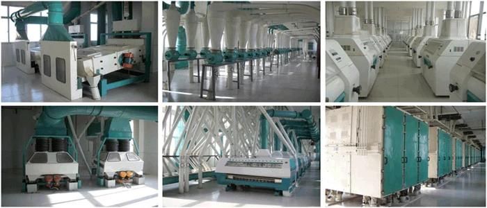 2021 Automatic 36tpd Wheat Processing Machine