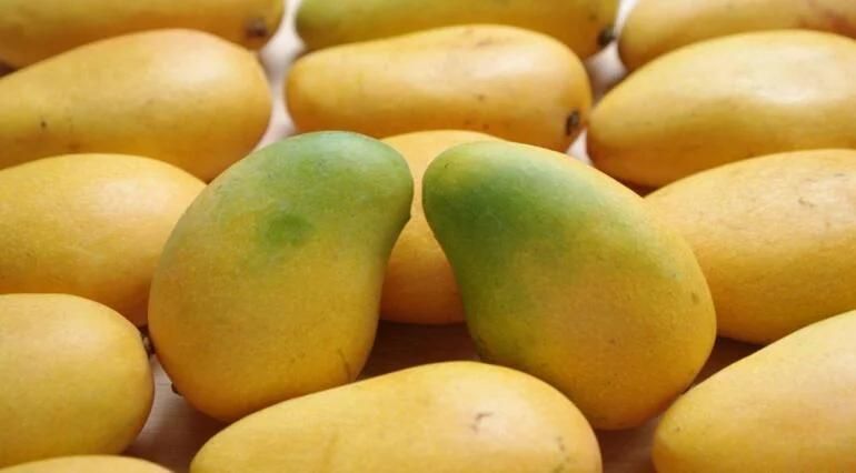 Brush Washing Fruit Washer Processing Machinery Mango Washing Machine